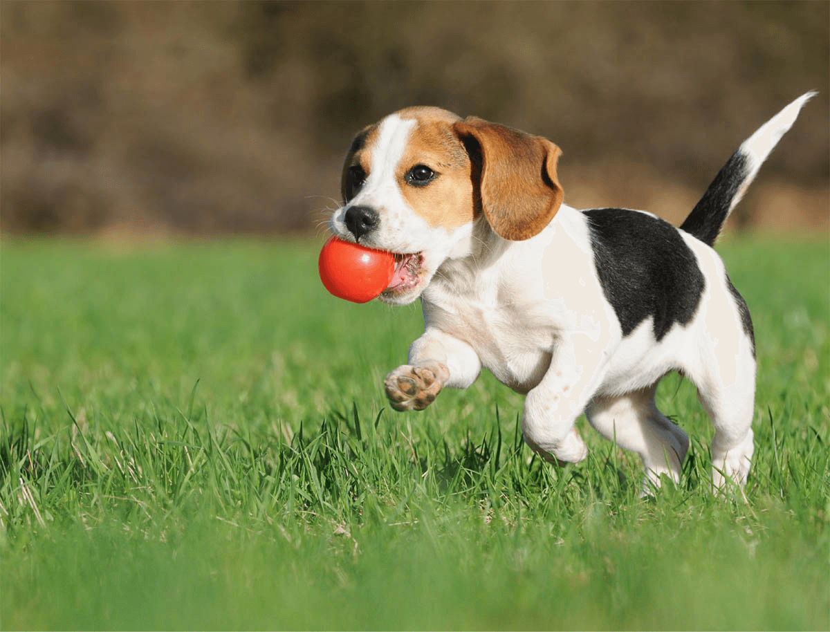 ~/img/puppy-and-ball.png